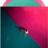 !!! (Chk Chk Chk) - Wallop 2xLP Vinyl Record (Pink & Green Coloured Vinyl)