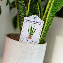 Bubblegum Stuff - Houseplant Care Tags 30-Pack