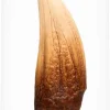Jurassic Park - Screen Used T-Rex Tooth Reproduction 1:1 Scale Life-Size Prop Replica
