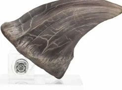 Jurassic Park - Screen Used T-Rex Foot Claw Reproduction 1:1 Scale Life-Size Prop Replica
