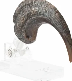 Jurassic Park - Screen Used Velociraptor Foot Claw Reproduction 1:1 Scale Life-Size Prop Replica