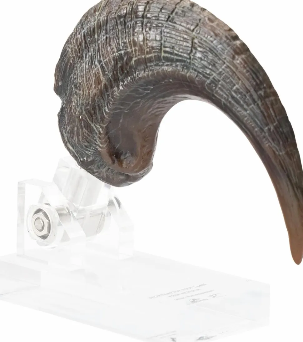 Jurassic Park - Screen Used Velociraptor Foot Claw Reproduction 1:1 Scale Life-Size Prop Replica