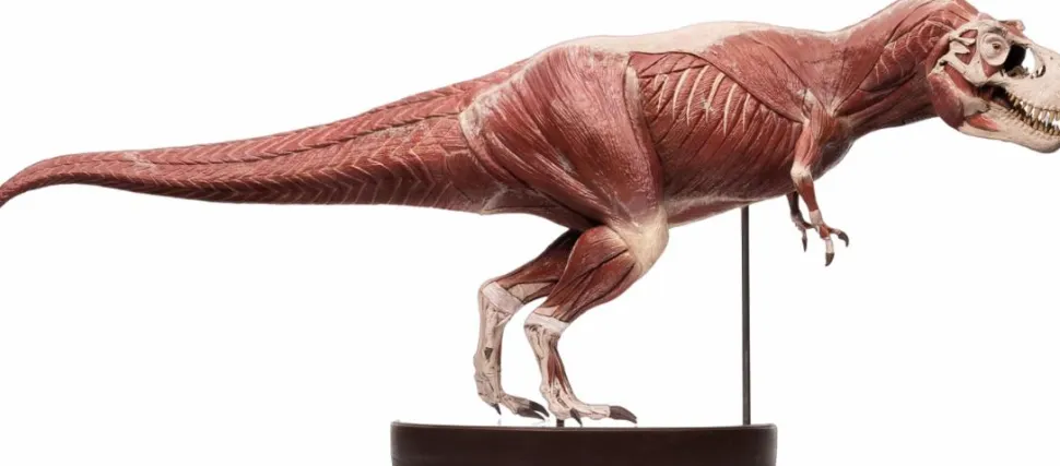 Jurassic Park - T-Rex Anatomy 1/12th Scale Maquette Statue