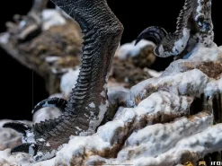 Jurassic World: Dominion - Blue & Beta Velociraptor Deluxe 1/10th Scale Statue