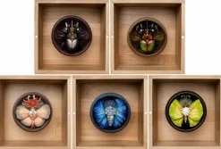 Origin - Lepidoptera Sheng Collection Replica Set by David Zhou (Set of 5)