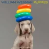 Puppies - 2015 Wall Calendar