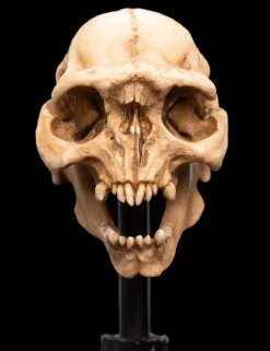 The Lord of the Rings - Skull of a Moria Orc Miniature Skull 5