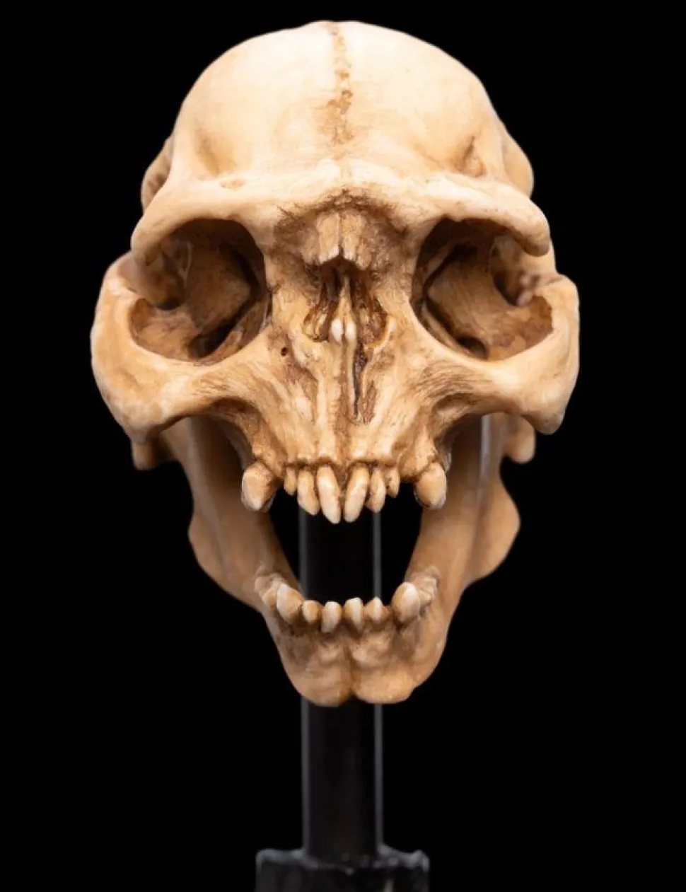 The Lord of the Rings - Skull of a Moria Orc Miniature Skull 5" Scaled Replica Statue