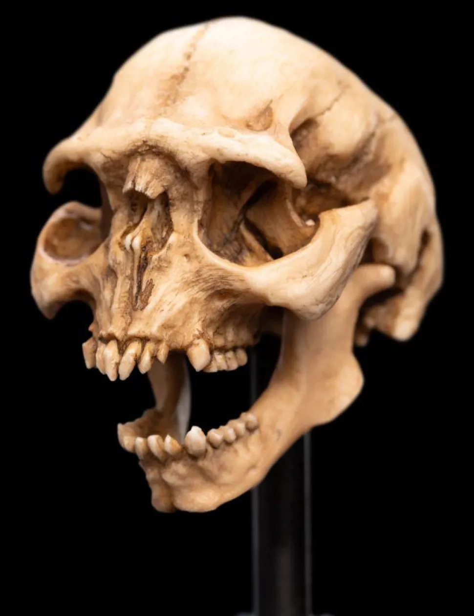 The Lord of the Rings - Skull of a Moria Orc Miniature Skull 5" Scaled Replica Statue