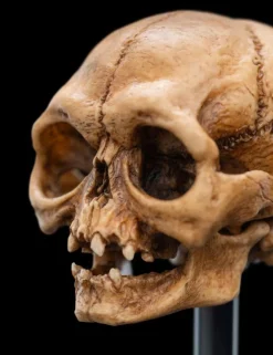 The Lord of the Rings - Skull of Gollum Miniature Skull 5