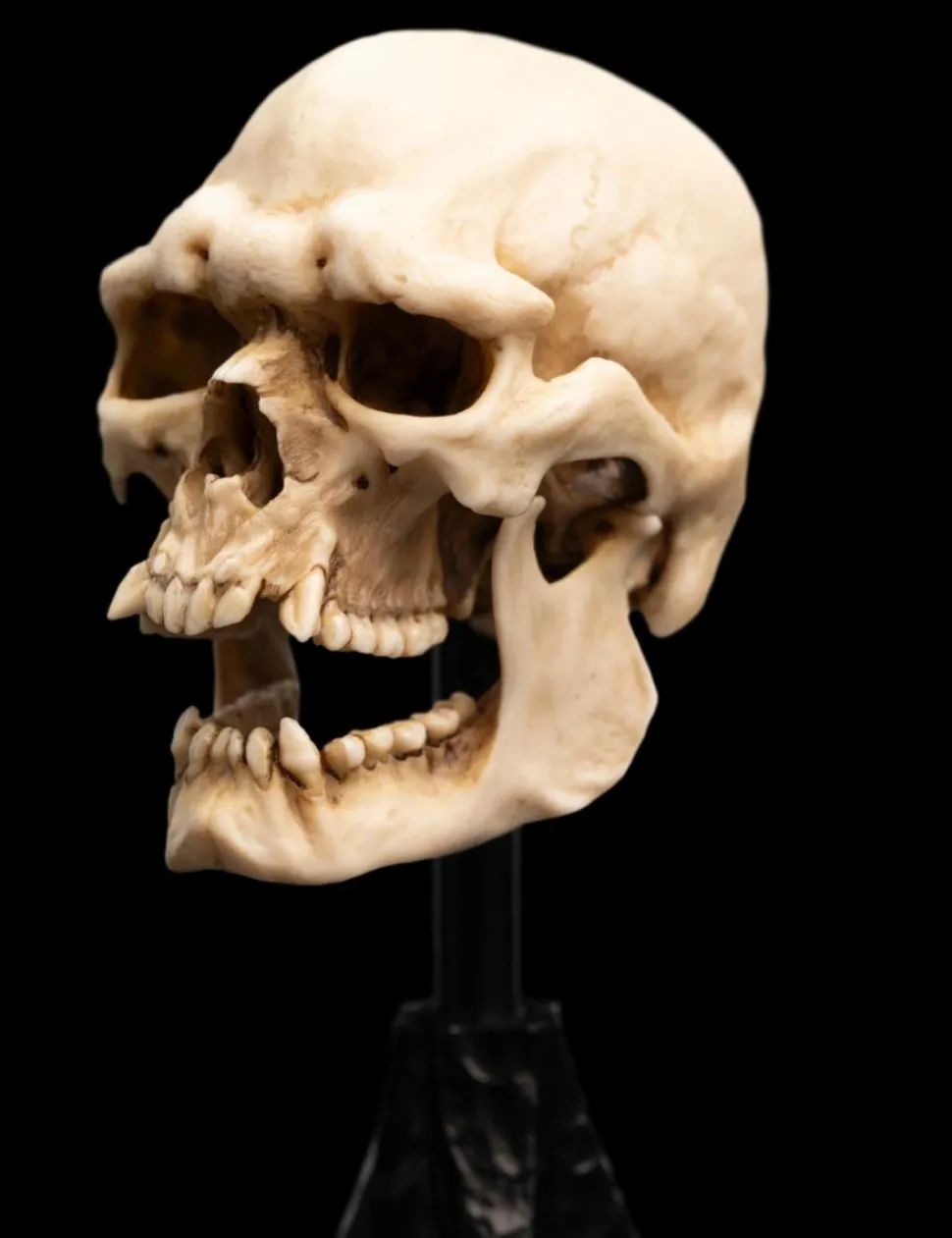 The Lord of the Rings - Skull of a Mordor Orc 6" Scaled Replica Statue