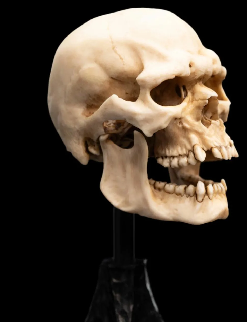 The Lord of the Rings - Skull of a Mordor Orc 6" Scaled Replica Statue