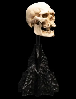 The Lord of the Rings - Skull of a Mordor Orc 6