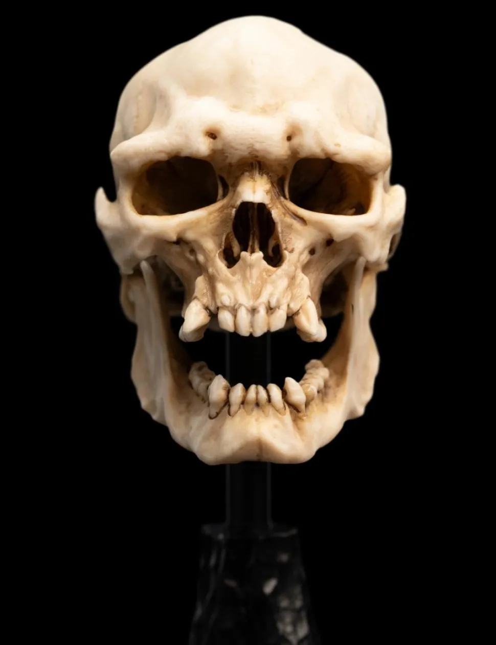 The Lord of the Rings - Skull of a Mordor Orc 6" Scaled Replica Statue