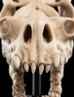 The Lord of the Rings - Skull of a Fell Beast Miniature Skull 8