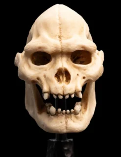 The Lord of the Rings - Skull of Lurtz Miniature Skull 6