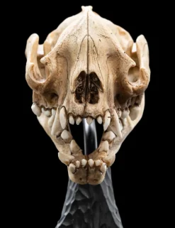 The Lord of the Rings - Skull of a Warg 8