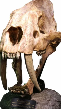 Wonders of the Wild - Smilodon Skull Fossil 8" Statue