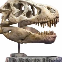 Wonders of the Wild - Tyrannosaurus Rex Skull 7” Statue