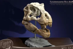 Wonders of the Wild - Tyrannosaurus Rex Skull 7” Statue