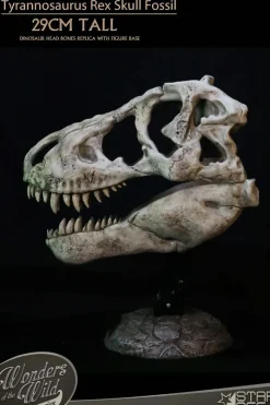 Wonders of the Wild - Tyrannosaurus Rex Skull Fossil 11