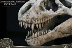Wonders of the Wild - Tyrannosaurus Rex Skull Fossil 11