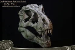 Wonders of the Wild - Tyrannosaurus Rex Skull Fossil 11