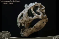 Wonders of the Wild - Tyrannosaurus Rex Skull Fossil 11