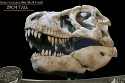 Wonders of the Wild - Tyrannosaurus Rex Skull Fossil 11