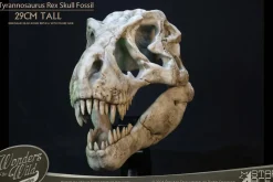 Wonders of the Wild - Tyrannosaurus Rex Skull Fossil 11