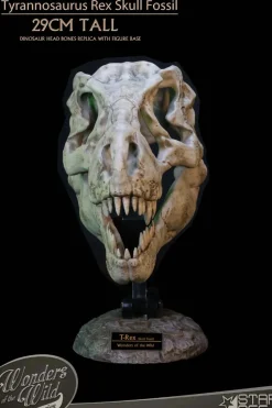 Wonders of the Wild - Tyrannosaurus Rex Skull Fossil 11