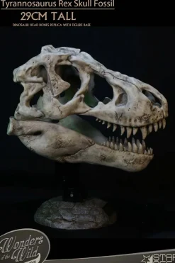 Wonders of the Wild - Tyrannosaurus Rex Skull Fossil 11