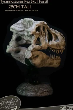 Wonders of the Wild - Tyrannosaurus Rex Skull Fossil 11