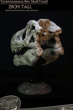 Wonders of the Wild - Tyrannosaurus Rex Skull Fossil 11